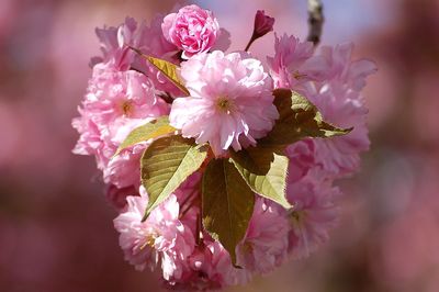 Close-up of pink cherry blossoms