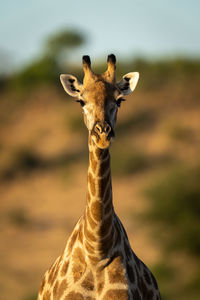 Close-up of female southern giraffe looking ahead