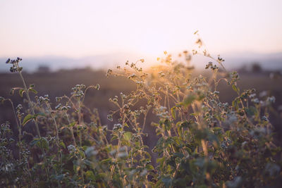 Close-up of plants growing on field against sky