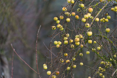 Close-up of fruit growing on tree