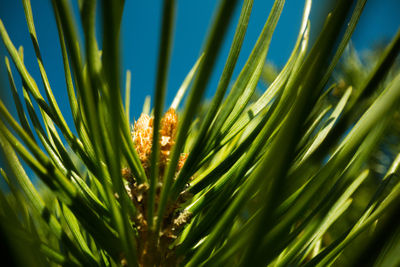 Close-up of pine tree on field