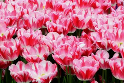 Full frame of pink tulips