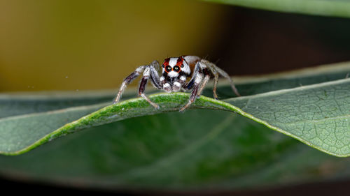 Close-up of insect on leaf