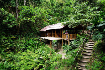 House amidst trees and plants in forest