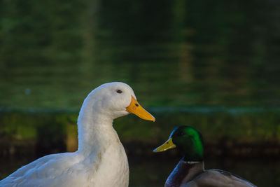 Close-up of swan