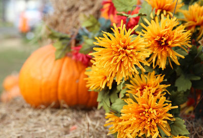 Close-up of yellow flowers