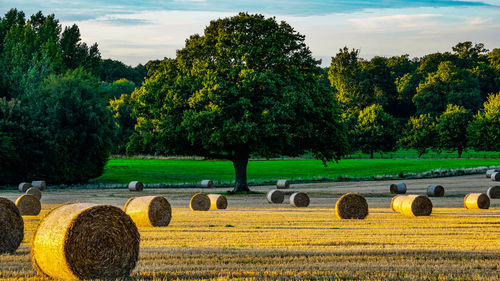 Hay bales on field against sky