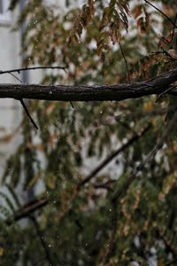 Close-up of water drops on twig