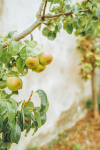 Pear and apple trees in beautiful garden in italy
