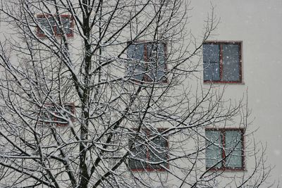 Bare tree against building during winter