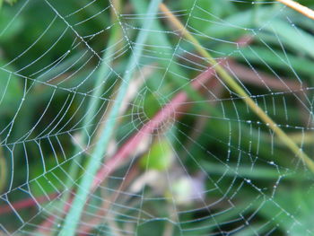 Close-up of spider web