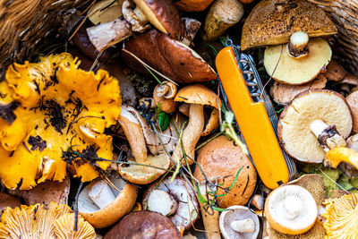 High angle view of mushrooms on ground