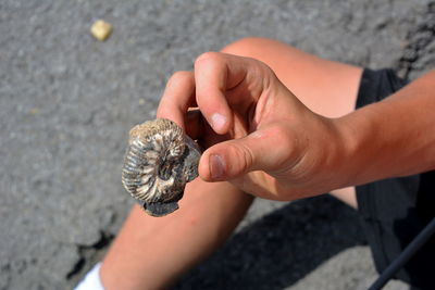 Close-up of hand holding shell