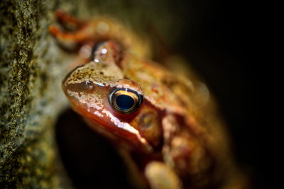 Close-up of turtle in sea