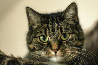 Cat close up green eyes