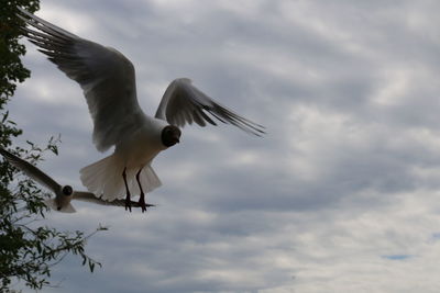 View of birds flying against cloudy sky