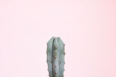 Close-up of cactus against white background