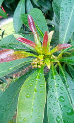 Close-up of wet plant