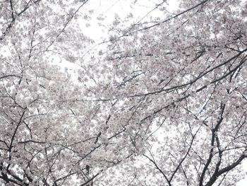 Low angle view of bare tree