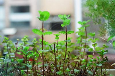 Close-up of plants