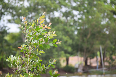 Close-up of flowering plant leaves