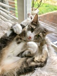 Close-up portrait of cat relaxing on floor