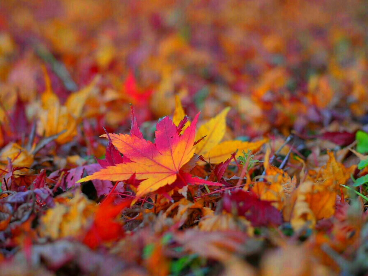 autumn, change, leaf, season, leaves, dry, orange color, selective focus, fallen, maple leaf, close-up, nature, abundance, fall, multi colored, natural condition, field, outdoors, beauty in nature, focus on foreground