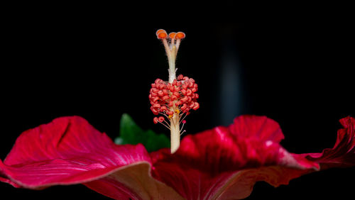 Close-up of red hibiscus flower against black background