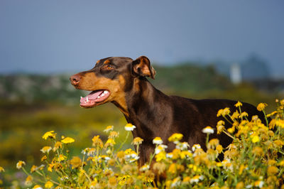 Doberman pinscher by yellow flowers against sky