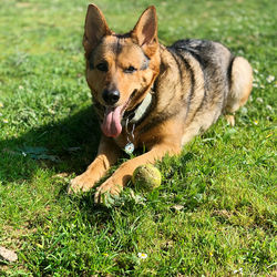 Close-up of a dog on field