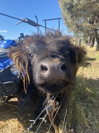 Close-up of cow on field