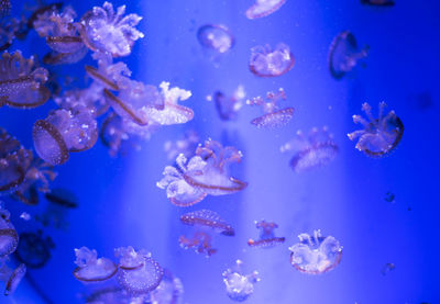 Close-up of jellyfish in sea