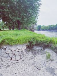 Plants growing on land