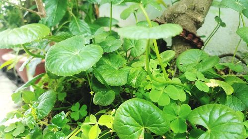 High angle view of green leaves