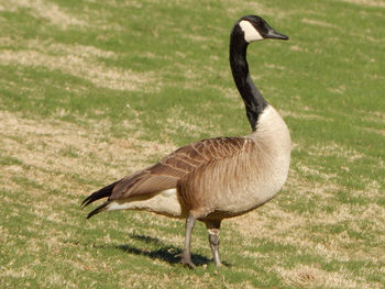 View of a bird on grass