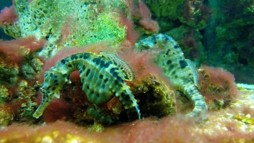 Close-up of coral in sea