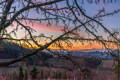 Silhouette bare tree against sky during sunset