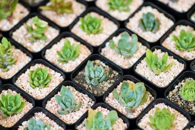 Full frame shot of succulent plants