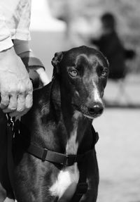 Close-up of man holding dog