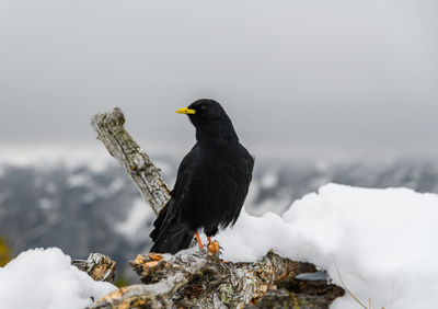 Black bird, an alpine chough perching on branch in mountains in winter