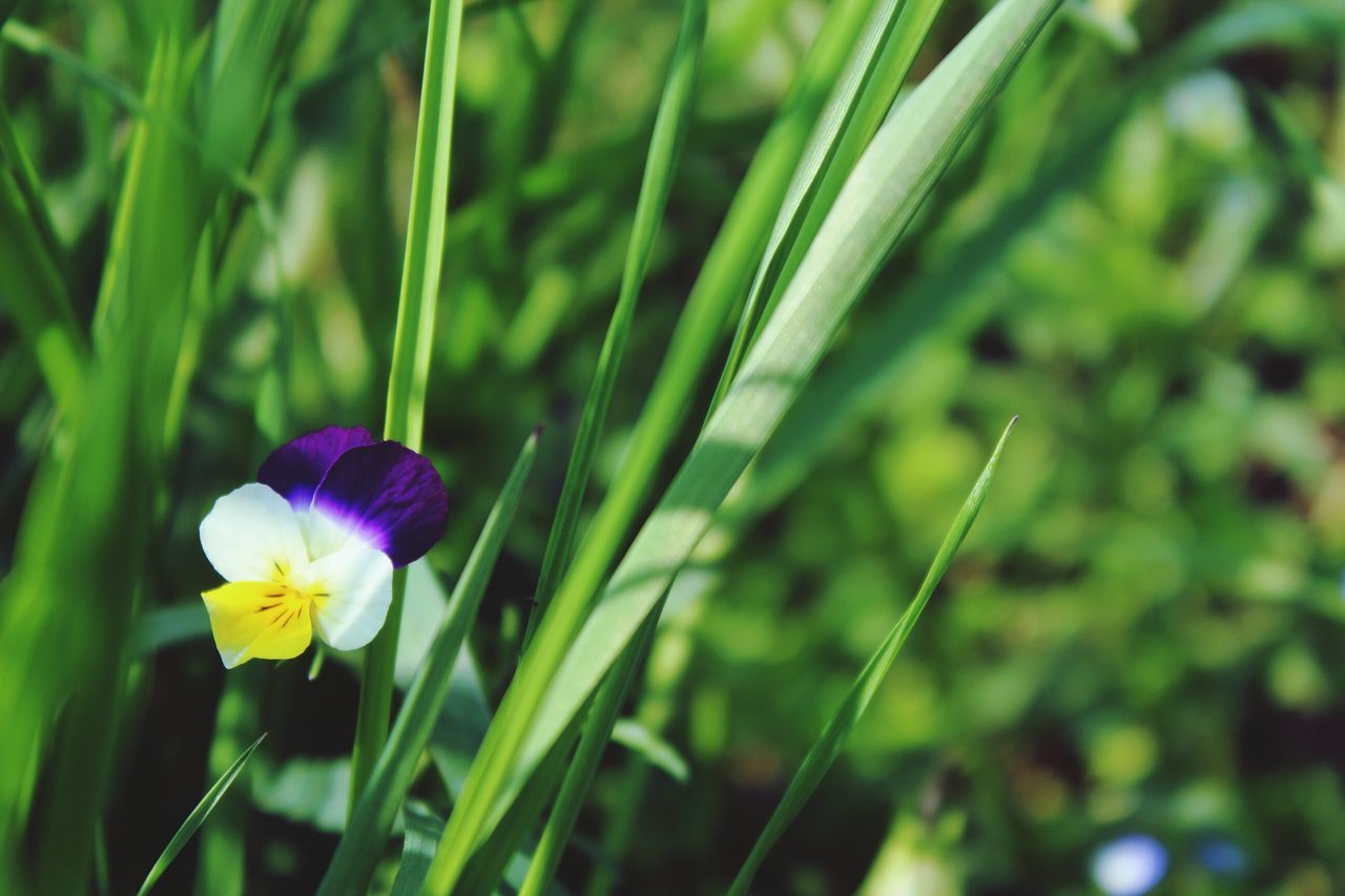 flower, freshness, fragility, petal, growth, beauty in nature, flower head, blooming, plant, nature, focus on foreground, close-up, green color, field, stem, in bloom, purple, selective focus, day, yellow