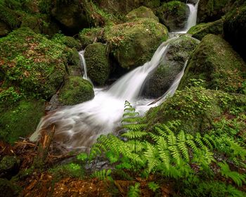 Scenic view of waterfall in forest