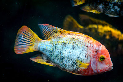 Close-up of fish swimming in sea
