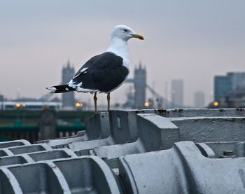 Close-up of bird perching on branch