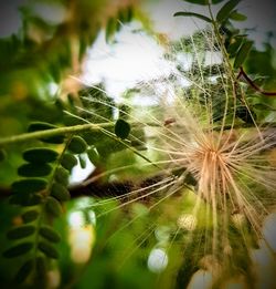 Close-up of spider web on plant