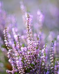 Close-up of purple flowering plants