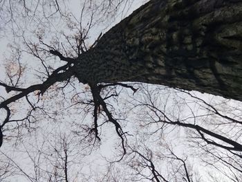 Low angle view of silhouette tree against clear sky