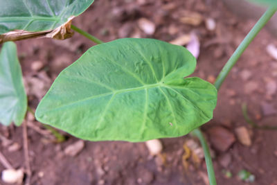 Close-up of green leaves on land