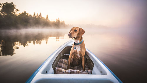 Dog on boat in lake during sunset