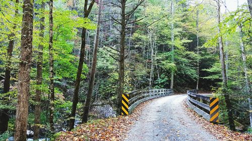 Scenic view of forest